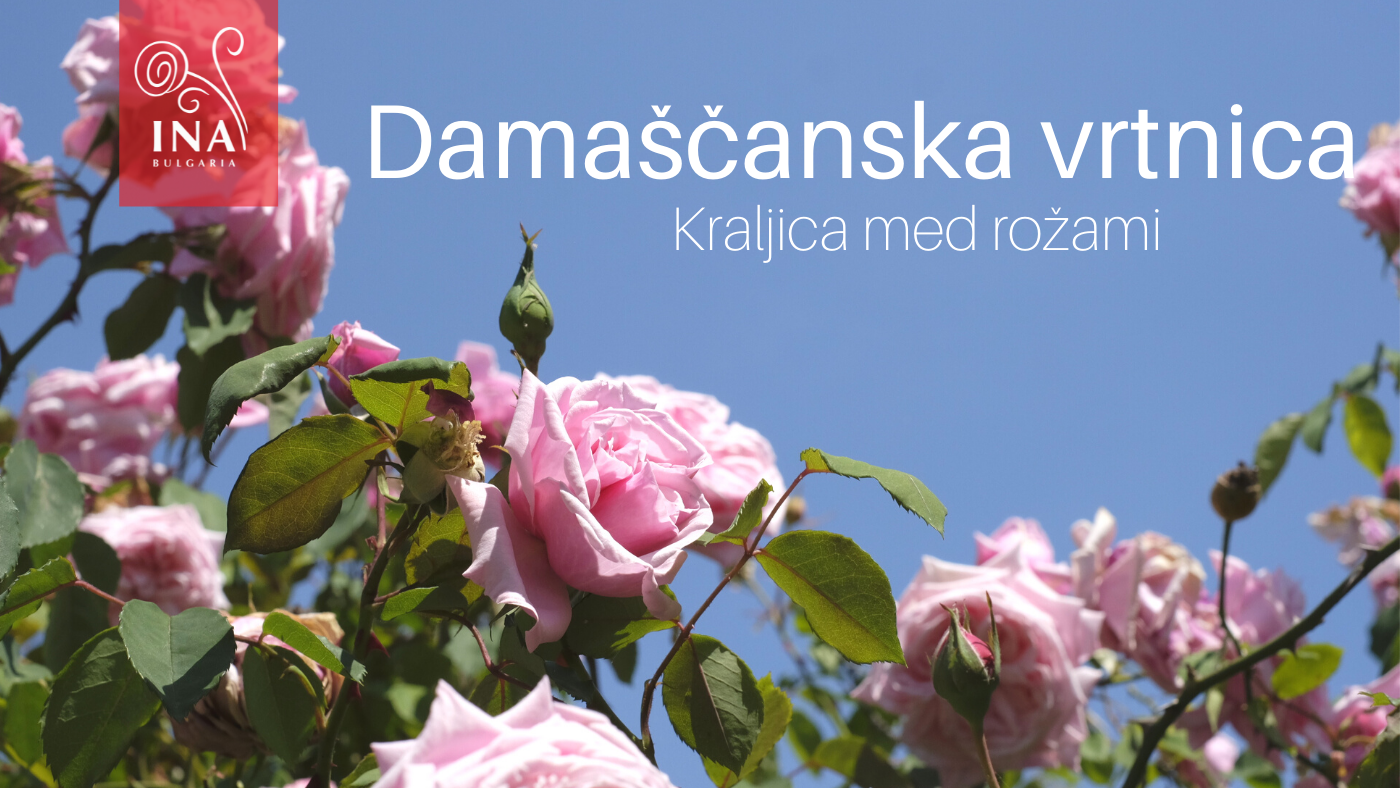 Razlog, zakaj si želite Tekoče ZLATO v izdelkih za nego kože in las – Kraljica med rožami InaEssentials