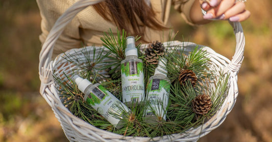 Iglice rdečega bora Pinus sylvestris in Eko vodica divjega bora Hydrolina
