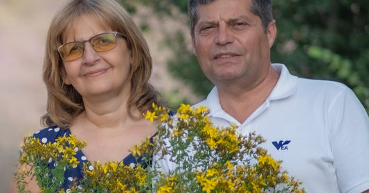 Šentjanževka Hypericum perforatum, ki jo je nabrala družina Ralchevi