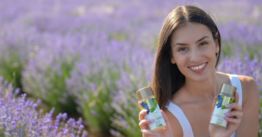 Sivka Lavandula angustifolia in Hydrobiotic Sivka in Meta na sivkinem polju