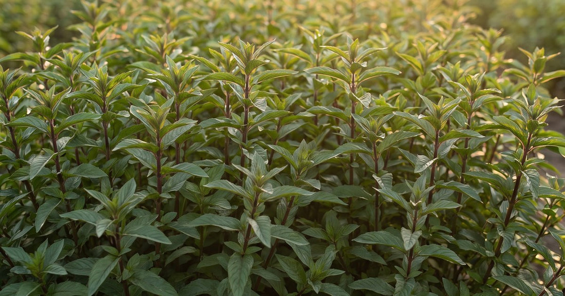 Poprova meta Mentha piperita in Eko vodica mete Hydrolina