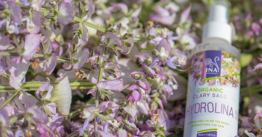 Muškatna kadulja Salvia sclarea in Eko vodica muškatne kadulje Hydrolina